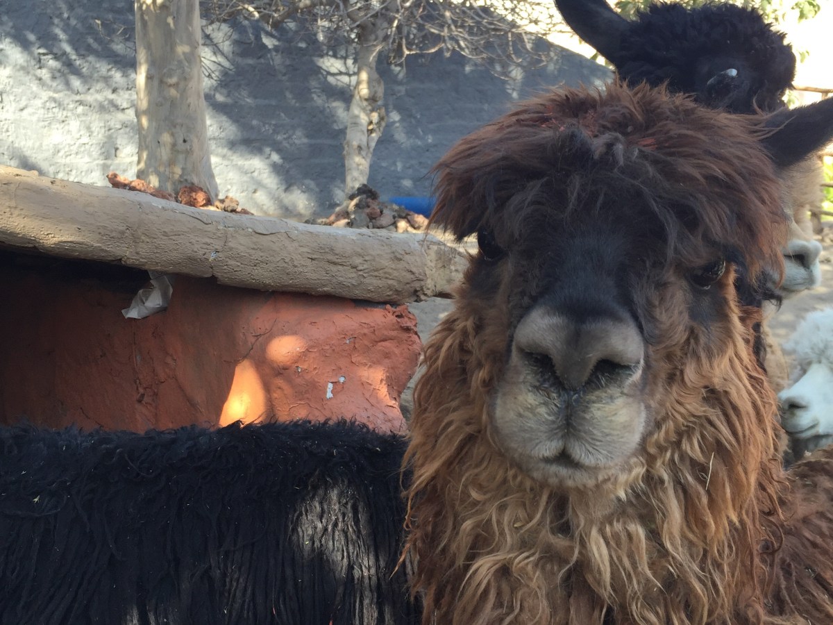 Day 47: Cusco