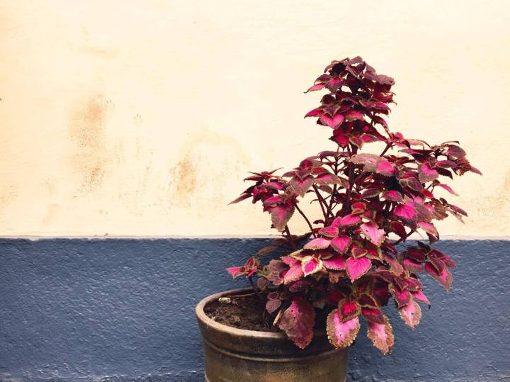 A nice plant, to make you feel a little bit better while reading the somber Lima posts.